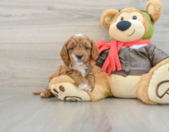 9 week old Cavapoo Puppy For Sale - Premier Pups