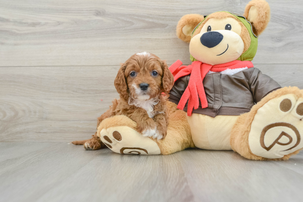 Cute Cavapoo Baby