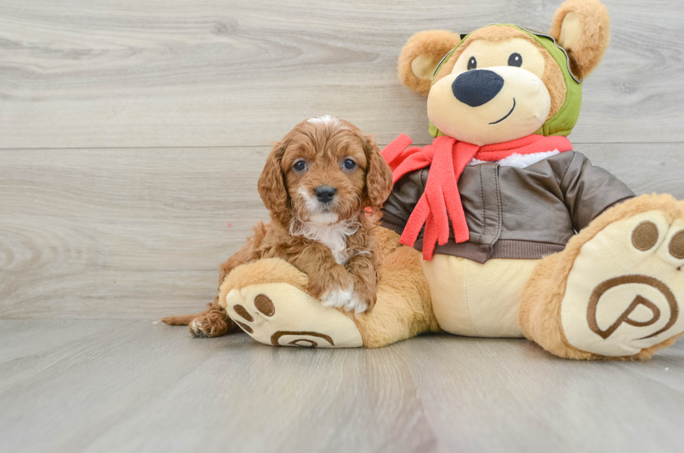 6 week old Cavapoo Puppy For Sale - Premier Pups