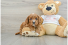 Cavapoo Pup Being Cute