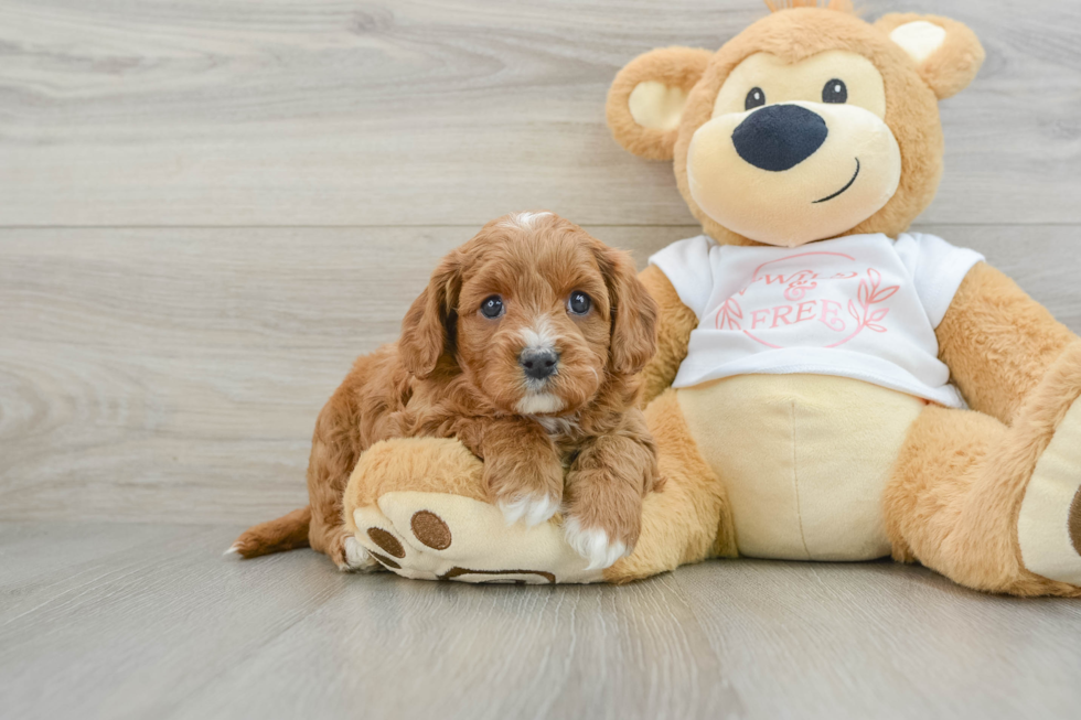 Cavapoo Pup Being Cute