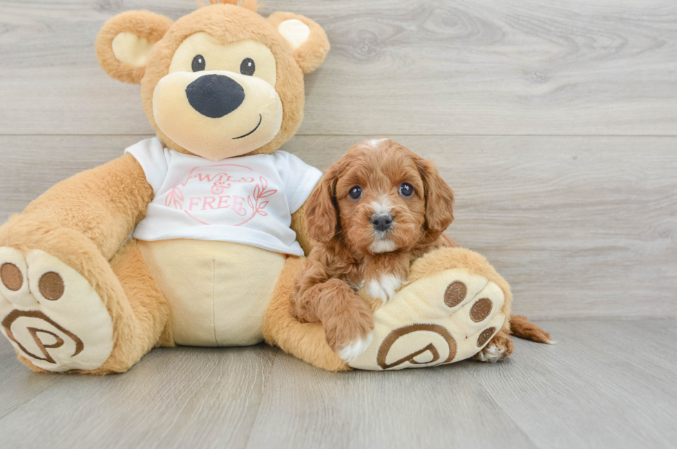 5 week old Cavapoo Puppy For Sale - Premier Pups