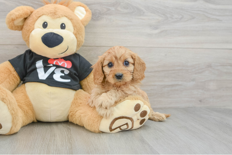 Cavapoo Pup Being Cute