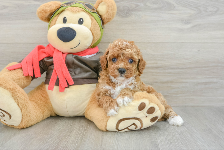 Best Cavapoo Baby