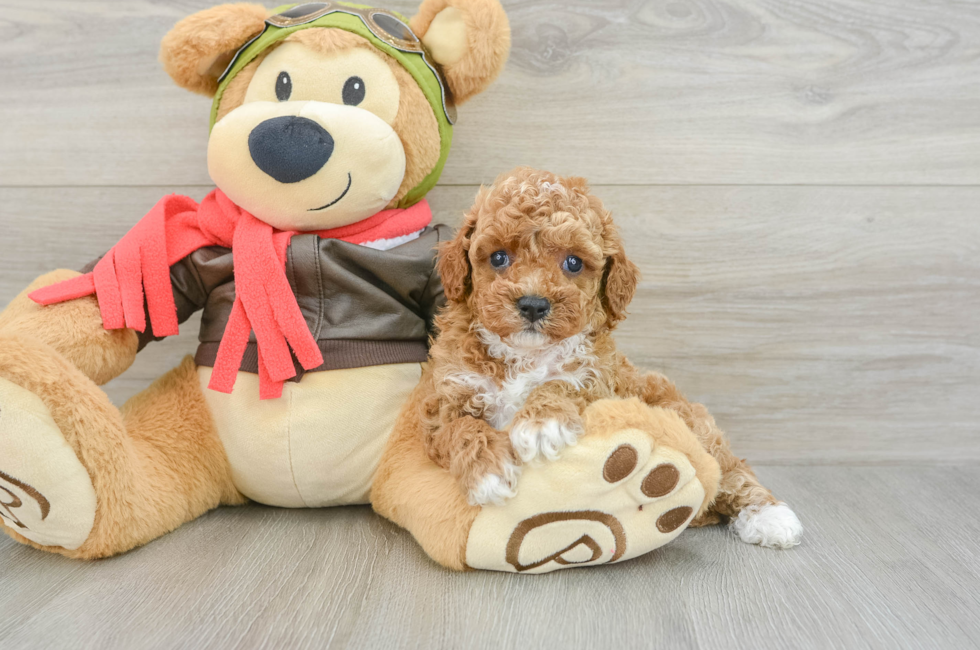 6 week old Cavapoo Puppy For Sale - Premier Pups