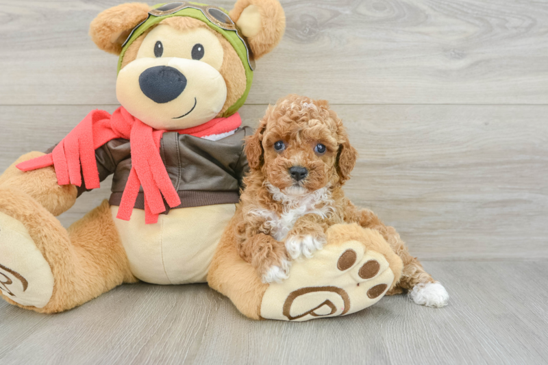Meet Fergie - our Cavapoo Puppy Photo 3/3 - Premier Pups