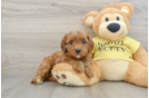 Cavapoo Puppy for Adoption
