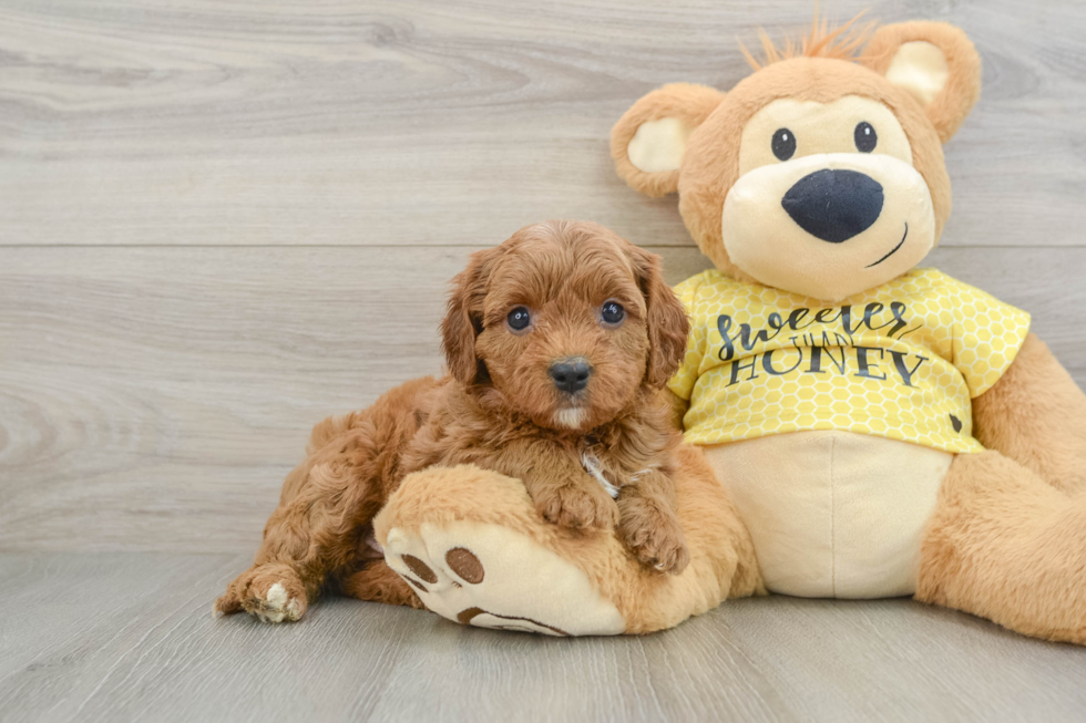 Cavapoo Puppy for Adoption