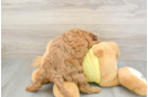 Cavapoo Pup Being Cute