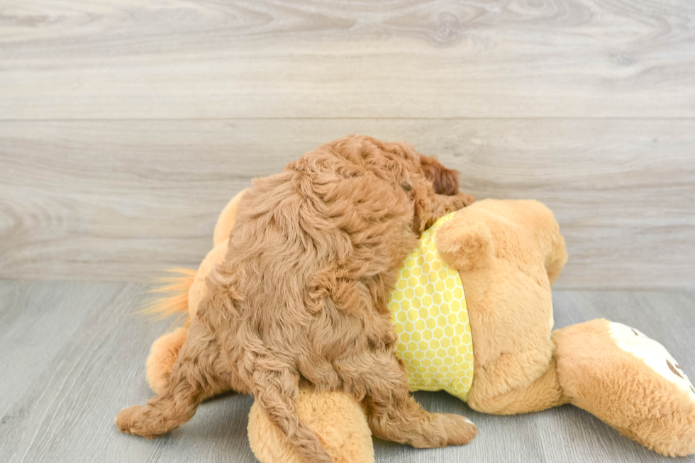 Cavapoo Pup Being Cute