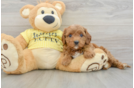 Hypoallergenic Cavadoodle Poodle Mix Puppy