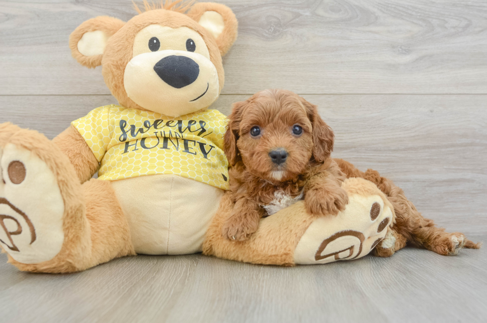 7 week old Cavapoo Puppy For Sale - Premier Pups