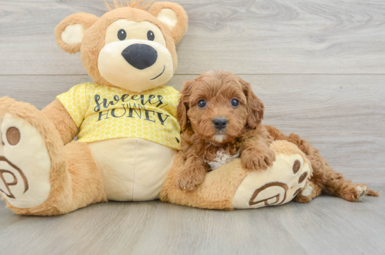 Hypoallergenic Cavadoodle Poodle Mix Puppy