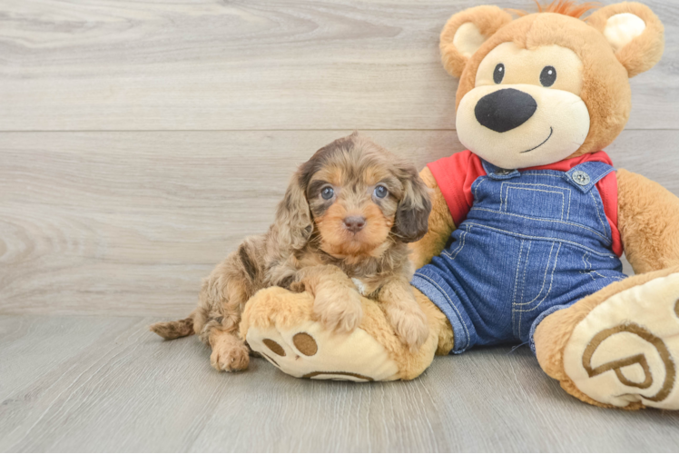 Best Cavapoo Baby