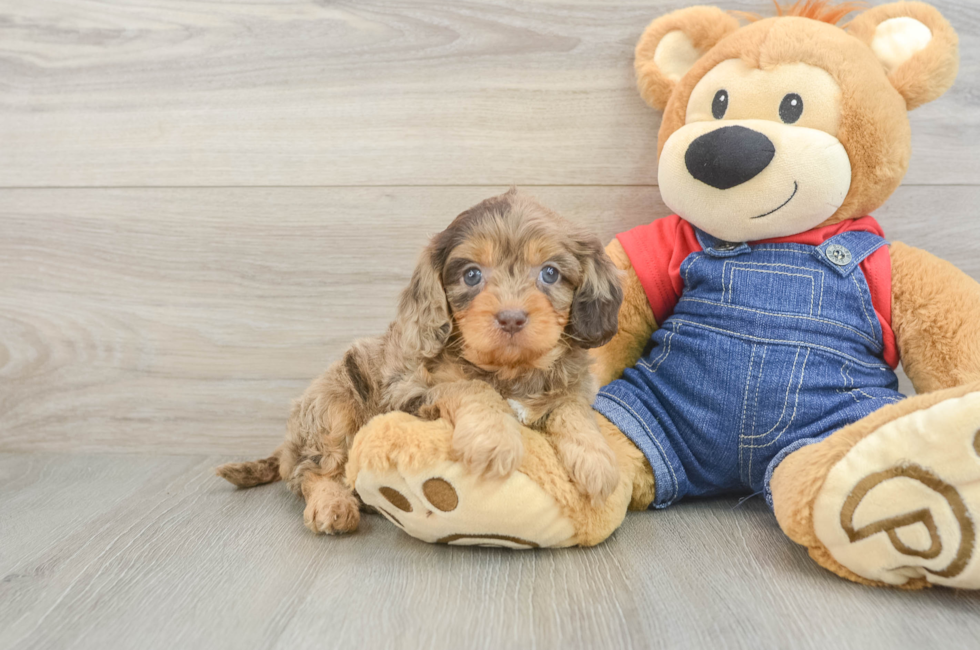 5 week old Cavapoo Puppy For Sale - Premier Pups
