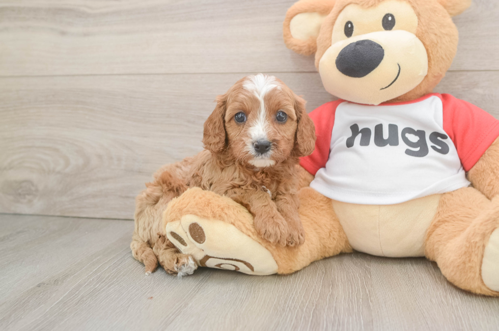 6 week old Cavapoo Puppy For Sale - Premier Pups