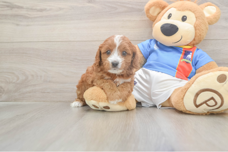 Little Cavipoo Poodle Mix Puppy
