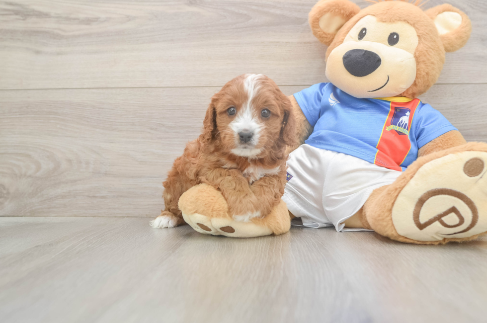 5 week old Cavapoo Puppy For Sale - Premier Pups