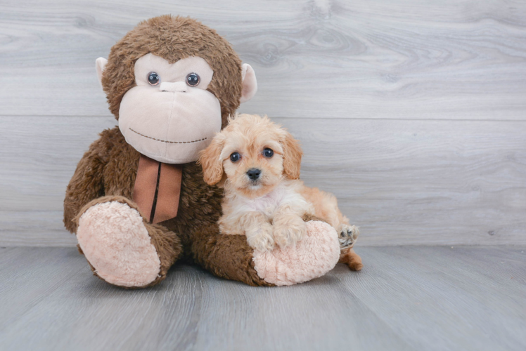 Cavapoo Puppy for Adoption