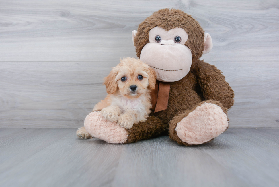 Funny Cavapoo Poodle Mix Pup