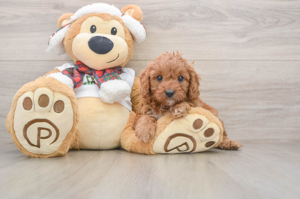 5 week old Cavapoo Puppy For Sale - Premier Pups