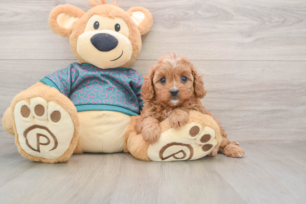 Cavapoo Puppy for Adoption