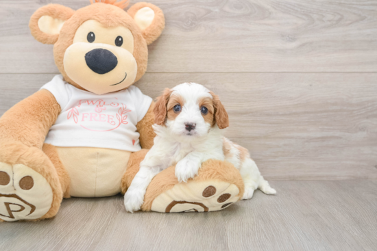 Cavapoo Pup Being Cute