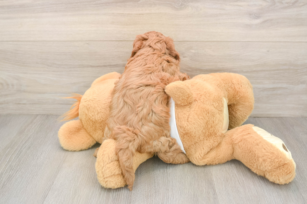 Energetic Cavoodle Poodle Mix Puppy