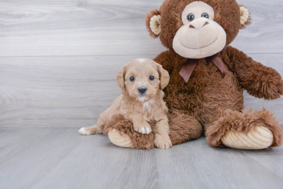 Cavapoo Puppy for Adoption