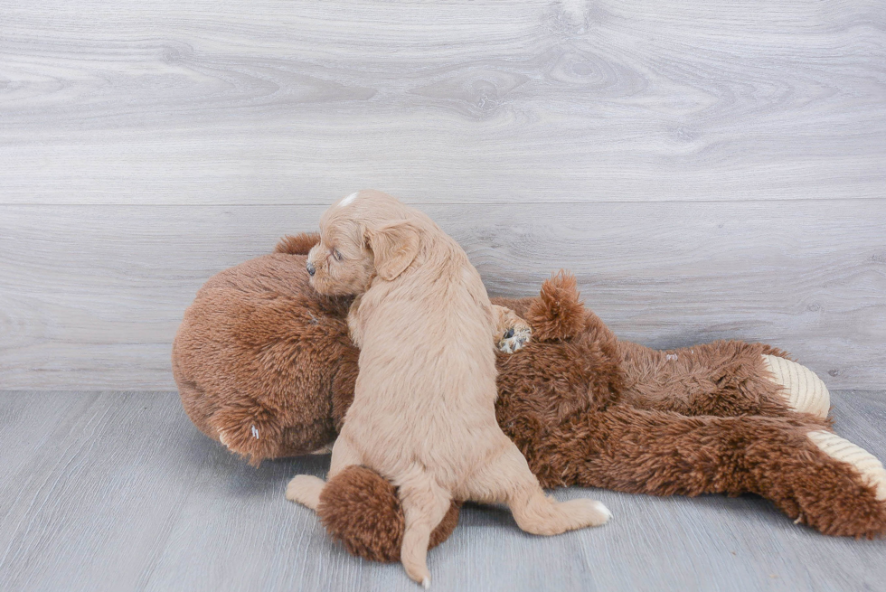 Happy Cavapoo Baby