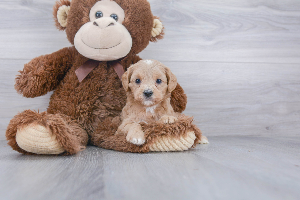 Cavapoo Puppy for Adoption