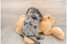 Cavapoo Puppy for Adoption