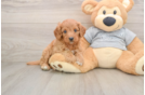 Popular Cavapoo Poodle Mix Pup