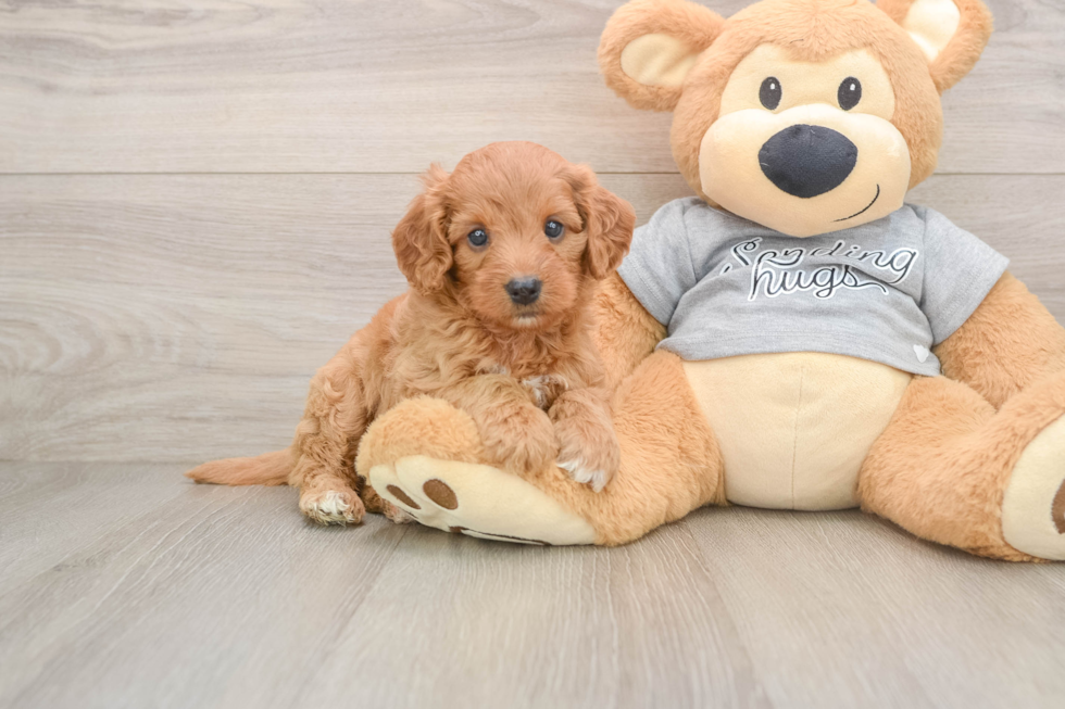 Popular Cavapoo Poodle Mix Pup