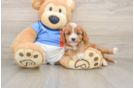 Energetic Cavoodle Poodle Mix Puppy