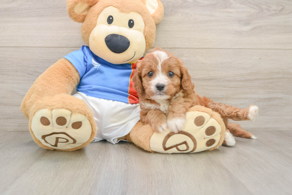 Energetic Cavoodle Poodle Mix Puppy