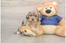 Sweet Cavapoo Baby