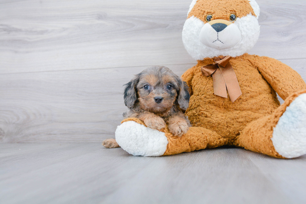 Cavapoo Pup Being Cute