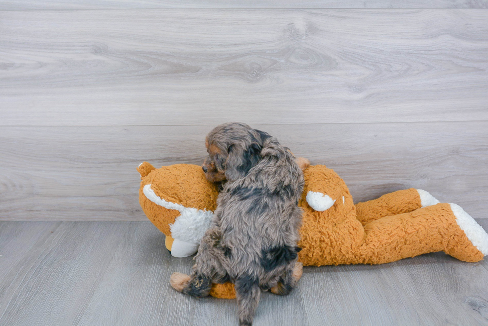 Best Cavapoo Baby