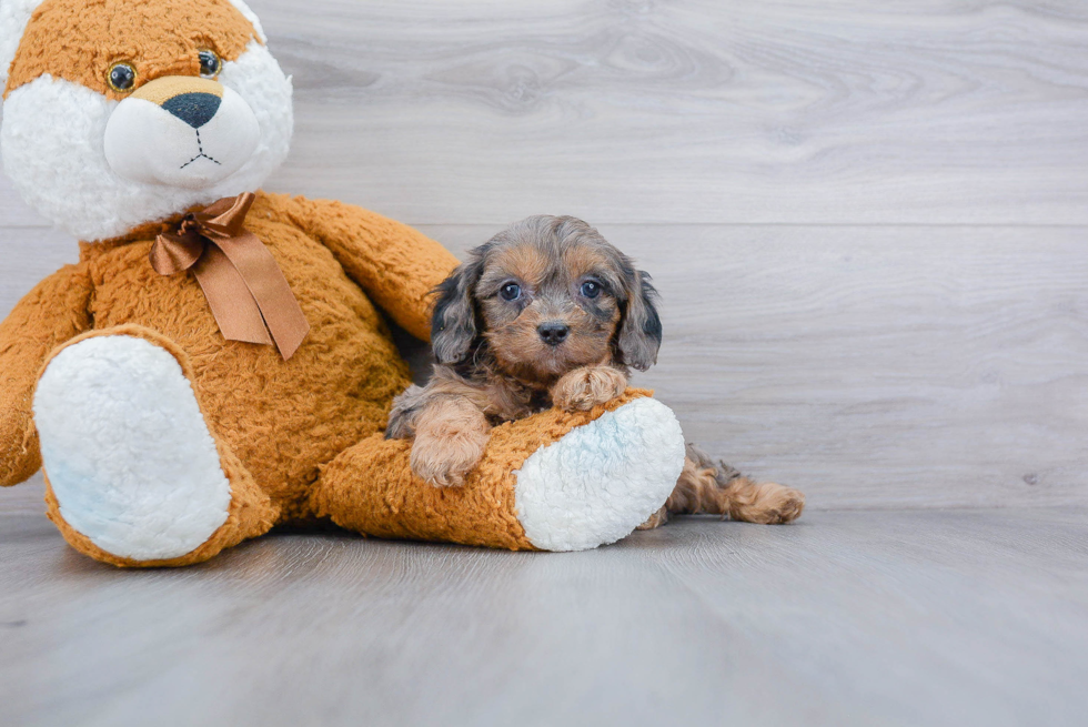 Fluffy Cavapoo Poodle Mix Pup