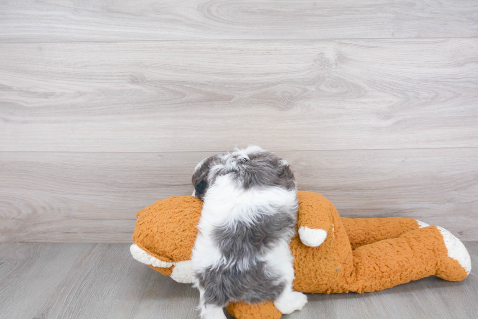 Cute Cavapoo Baby