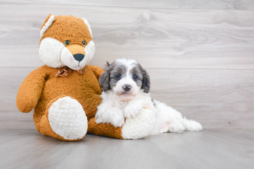 Cavapoo Puppy for Adoption