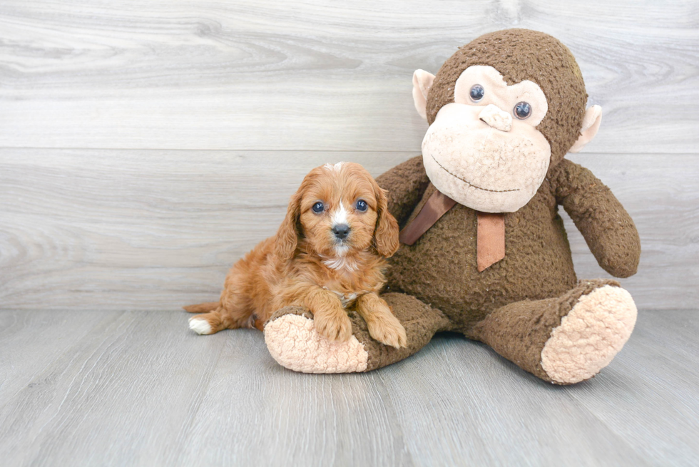 Smart Cavapoo Poodle Mix Pup