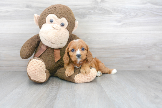 Best Cavapoo Baby