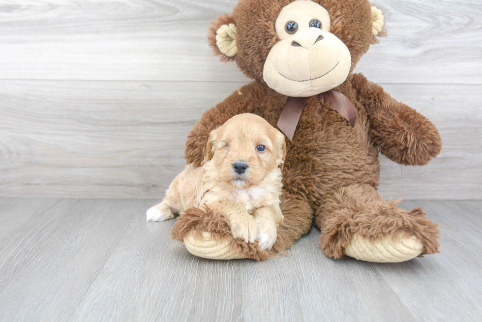 Adorable Cavoodle Poodle Mix Puppy