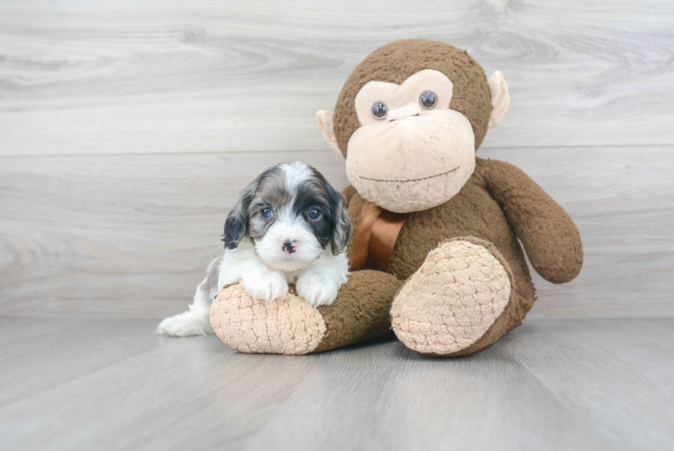 Happy Cavapoo Baby