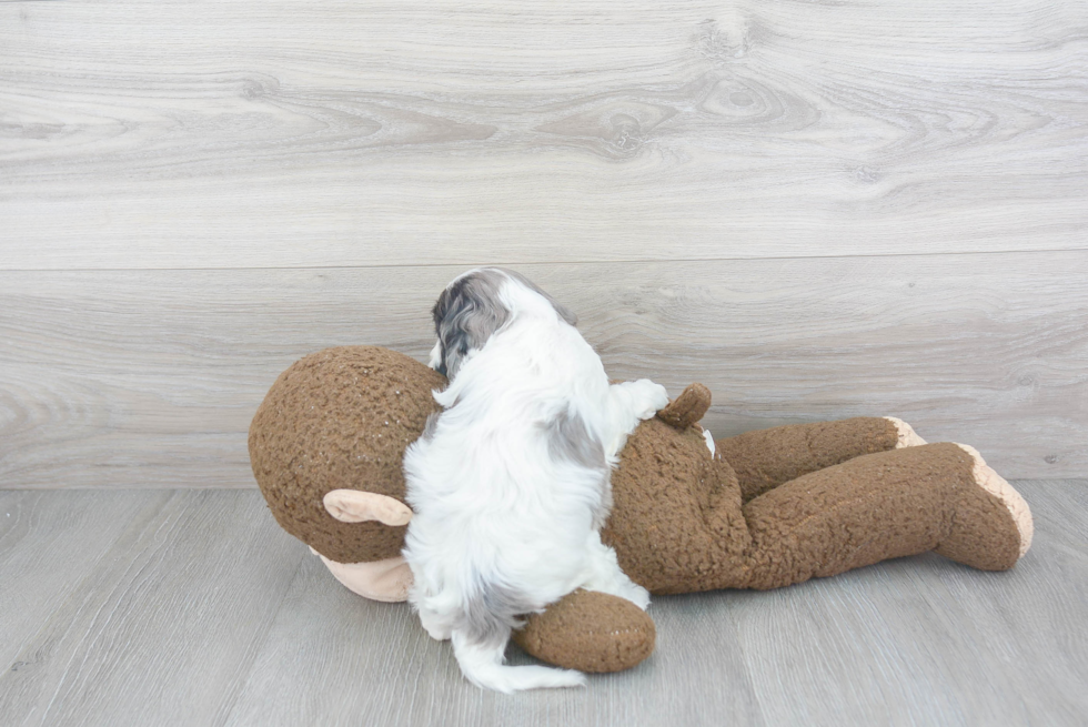 Small Cavapoo Baby