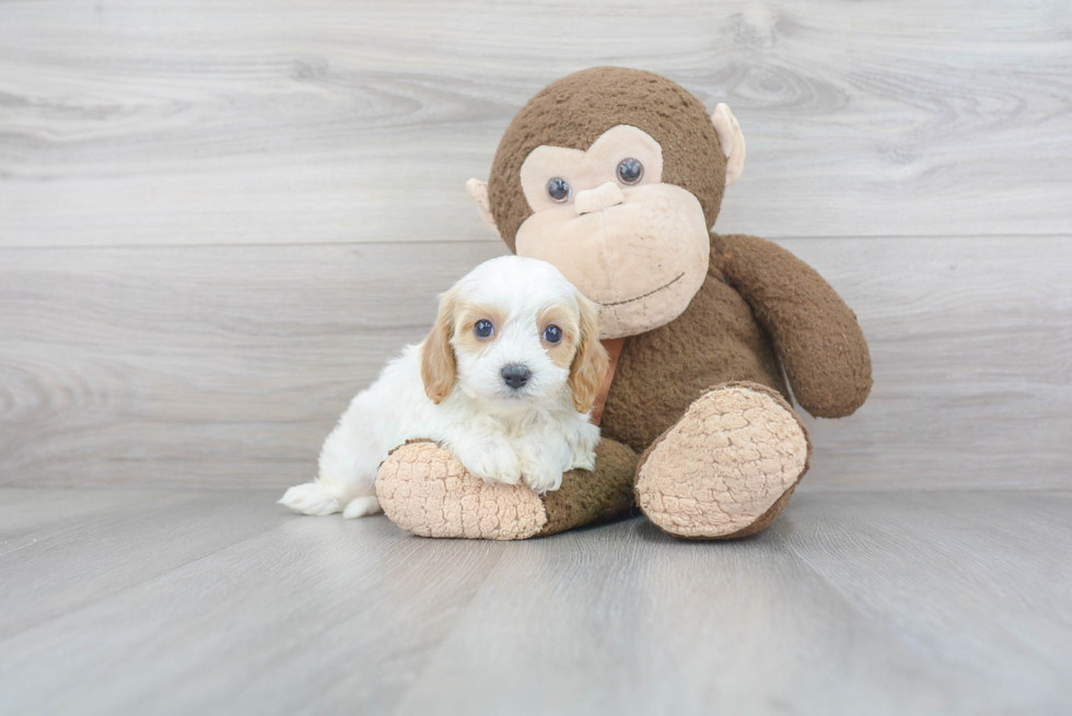 Cavapoo Puppy for Adoption