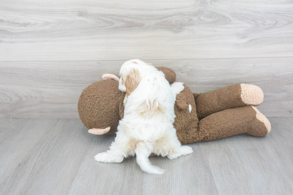 Funny Cavapoo Poodle Mix Pup