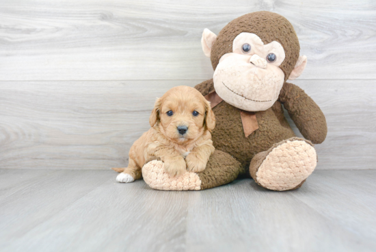 Small Cavapoo Baby